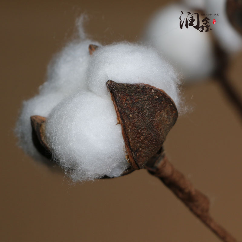 Flower Cotton Single Head Cotton Dried Flower Long Brush Holder Cotton Branch Cotton Bouquet Idyllic Decoration Whole