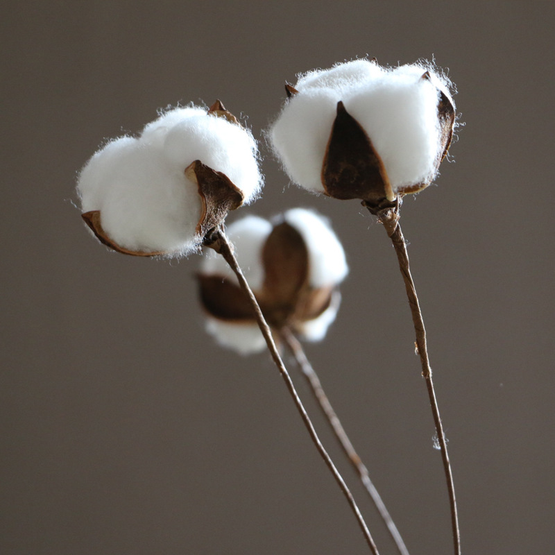 Flower Cotton Single Head Cotton Dried Flower Long Brush Holder Cotton Branch Cotton Bouquet Idyllic Decoration Whole