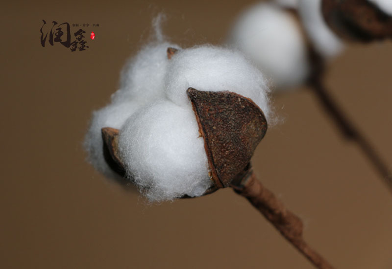 Flower Cotton Single Head Cotton Dried Flower Long Brush Holder Cotton Branch Cotton Bouquet Idyllic Decoration Whole Flower Cotton Single Head Cotton Dried Flower Long Brush Holder Cotton Branch Cotton Bouquet Idyllic Decoration Whole