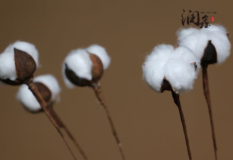 Flower Cotton Single Head Cotton Dried Flower Long Brush Holder Cotton Branch Cotton Bouquet Idyllic Decoration Whole Flower Cotton Single Head Cotton Dried Flower Long Brush Holder Cotton Branch Cotton Bouquet Idyllic Decoration Whole