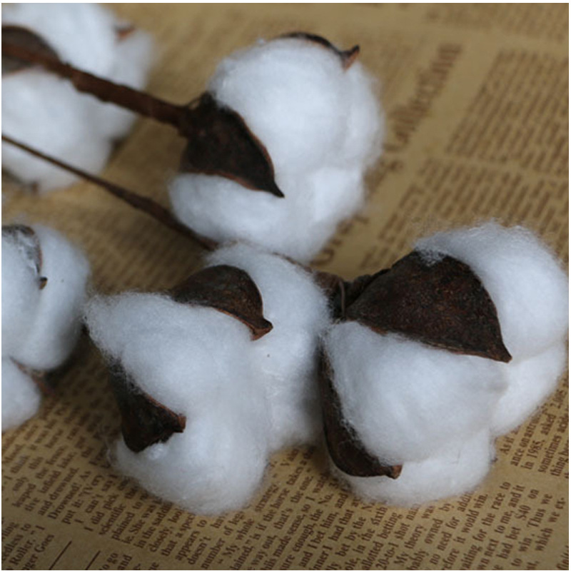 Flower Cotton Single Head Cotton Dried Flower Long Brush Holder Cotton Branch Cotton Bouquet Idyllic Decoration Whole