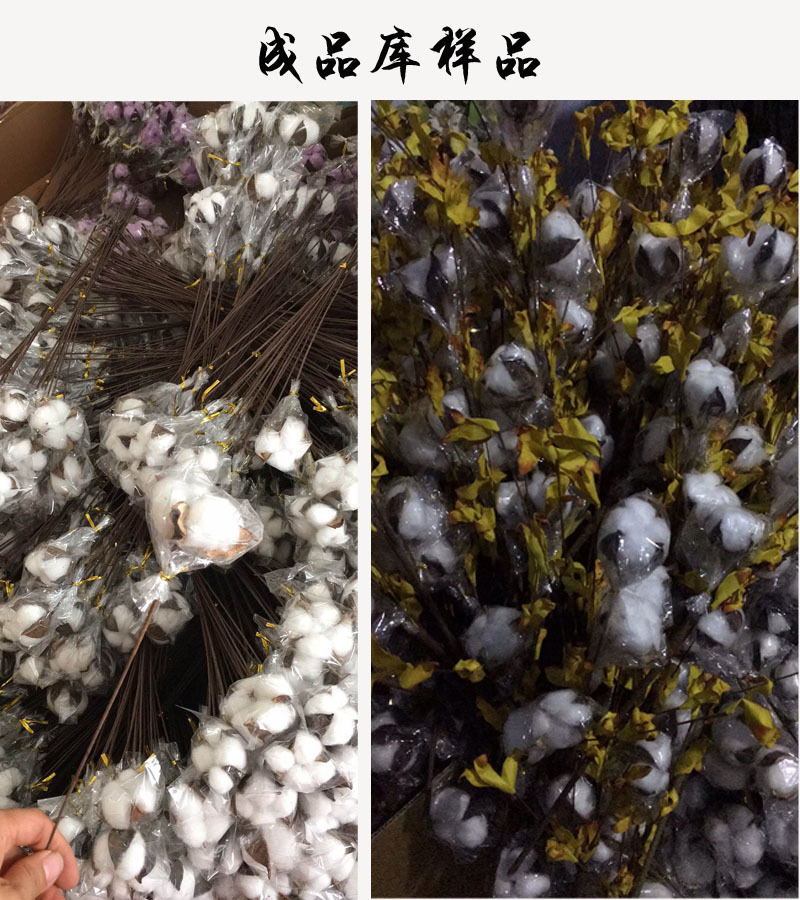Flower Cotton Single Head Cotton Dried Flower Long Brush Holder Cotton Branch Cotton Bouquet Idyllic Decoration Whole Flower Cotton Single Head Cotton Dried Flower Long Brush Holder Cotton Branch Cotton Bouquet Idyllic Decoration Whole