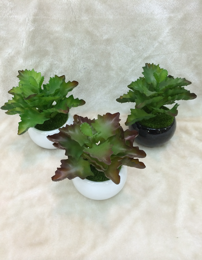 New high quality bonsai plant, fleshy home decor craft gift pot New high quality bonsai plant, fleshy home decor craft gift pot