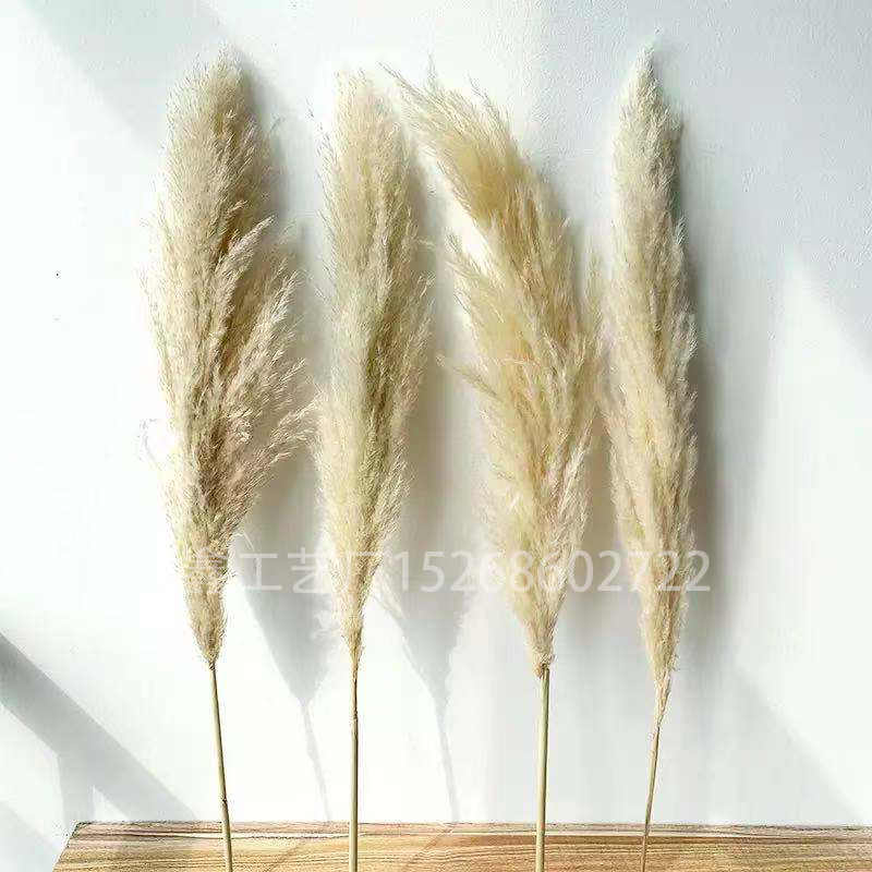 Dried big Pampas Grass Flowers Artificiales Para Decoracion Real Plants Home Decor Wedding Decoration