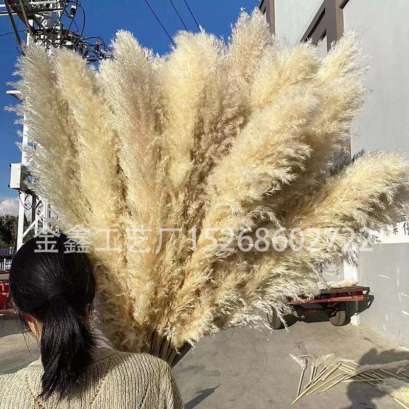 Dried big Pampas Grass Flowers Artificiales Para Decoracion Real Plants Home Decor Wedding Decoration
