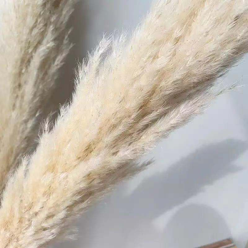 Dried big Pampas Grass Flowers Artificiales Para Decoracion Real Plants Home Decor Wedding Decoration