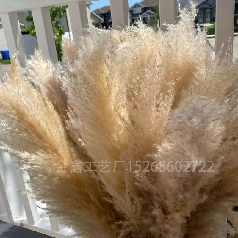 Dried big Pampas Grass Flowers Artificiales Para Decoracion Real Plants Home Decor Wedding Decoration