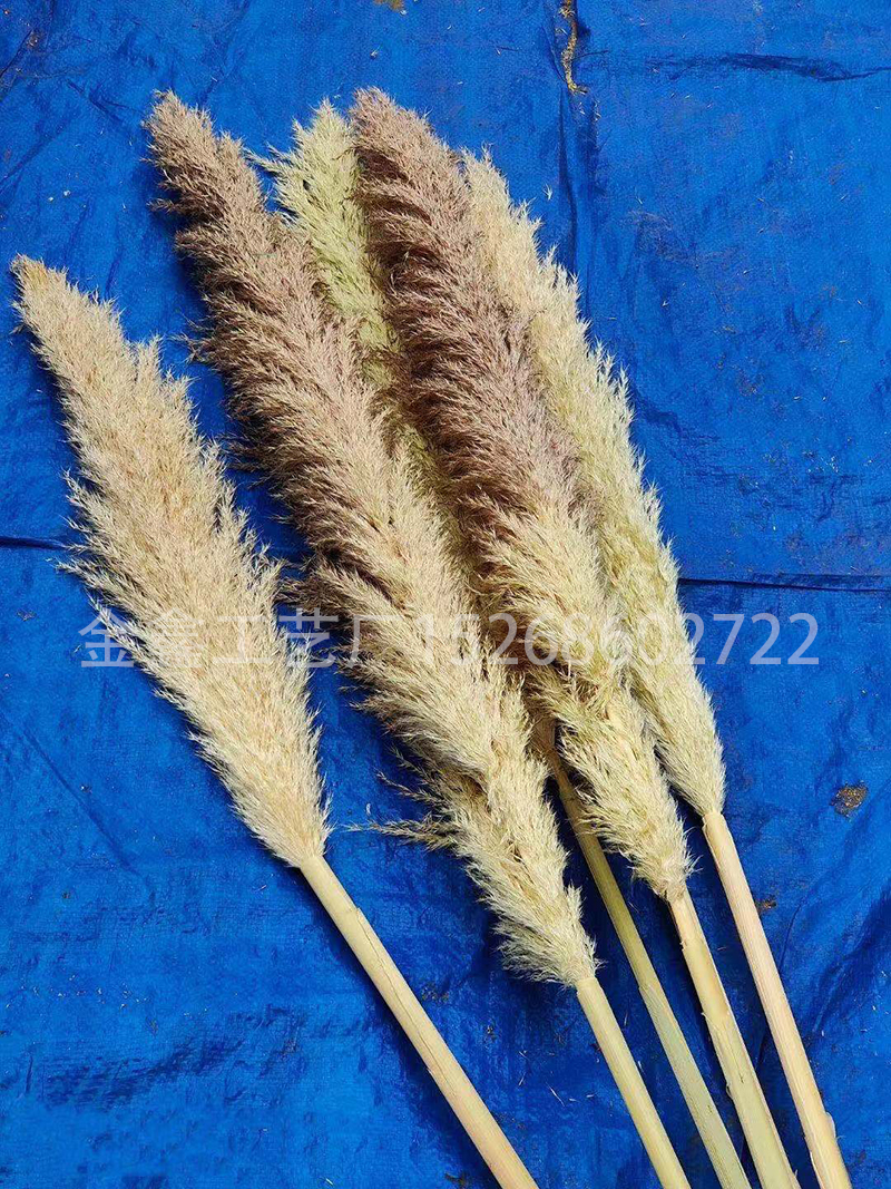 Dried big Pampas Grass Flowers Artificiales Para Decoracion Real Plants Home Decor Wedding Decoration