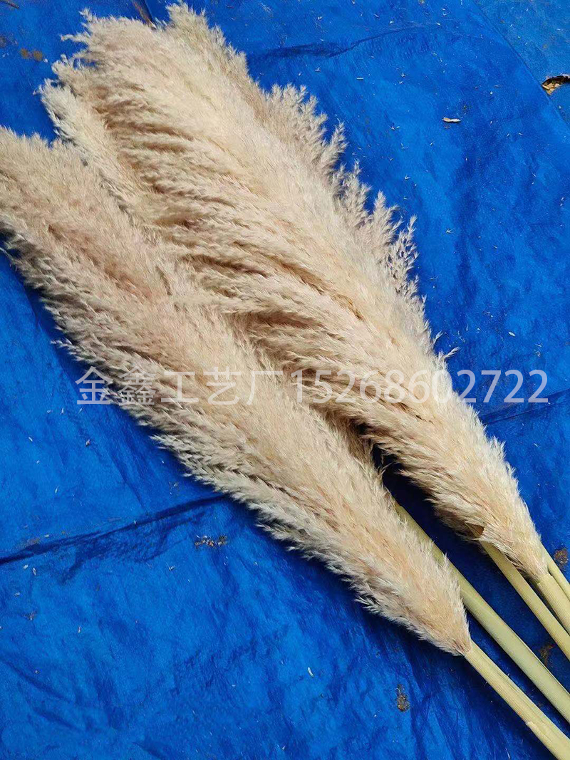 Dried big Pampas Grass Flowers Artificiales Para Decoracion Real Plants Home Decor Wedding Decoration