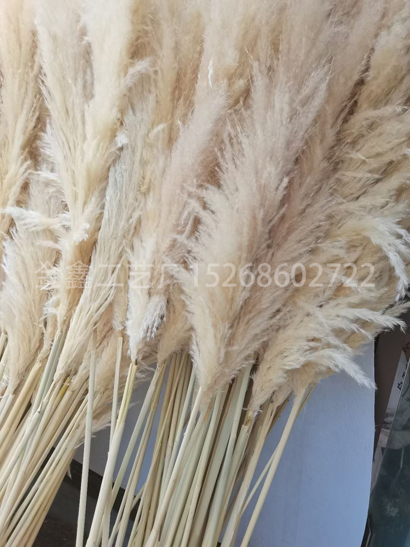 Dried big Pampas Grass Flowers Artificiales Para Decoracion Real Plants Home Decor Wedding Decoration