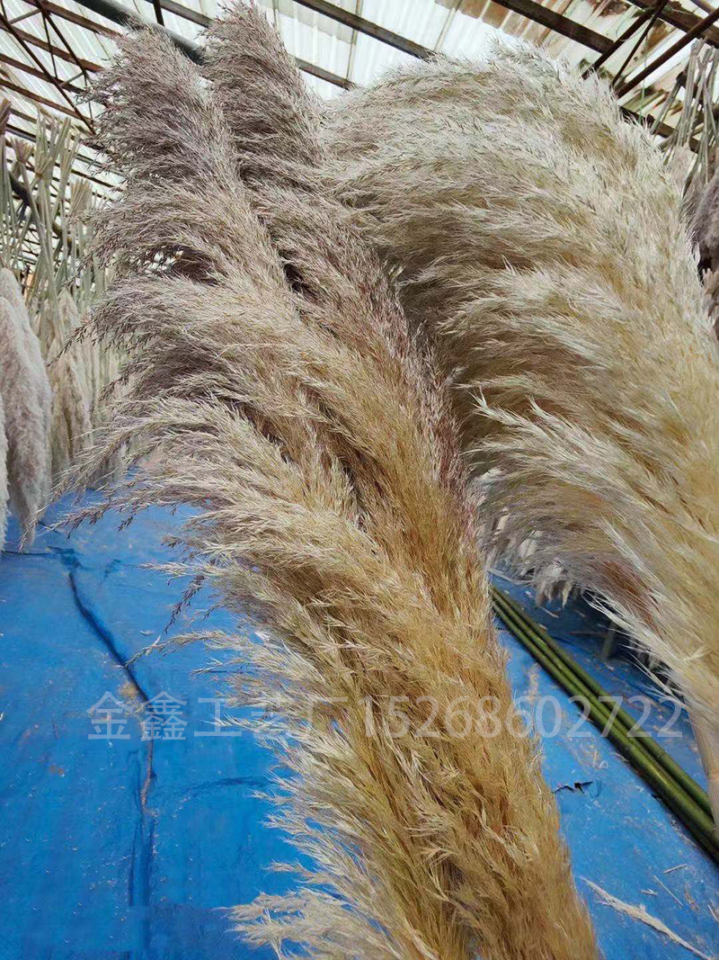 Dried big Pampas Grass Flowers Artificiales Para Decoracion Real Plants Home Decor Wedding Decoration