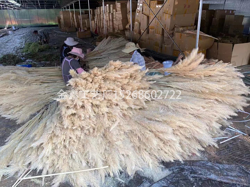 Dried big Pampas Grass Flowers Artificiales Para Decoracion Real Plants Home Decor Wedding Decoration