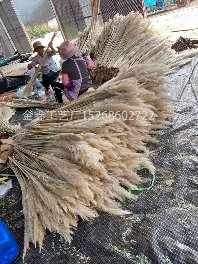Dried big Pampas Grass Flowers Artificiales Para Decoracion Real Plants Home Decor Wedding Decoration
