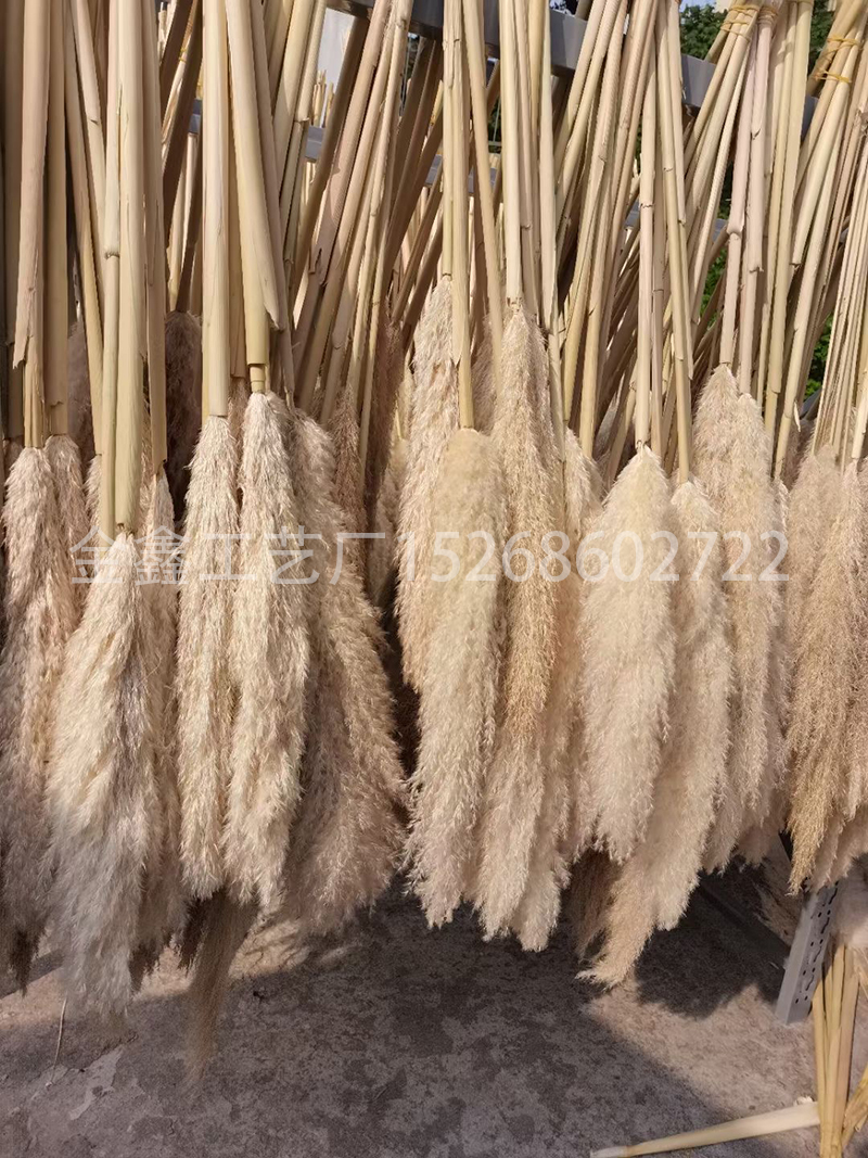 Dried big Pampas Grass Flowers Artificiales Para Decoracion Real Plants Home Decor Wedding Decoration