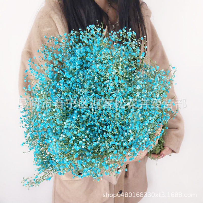 Yunnan Factory Direct Supply Dried Flowers Gypsophila Home Decor Floriculture Decoration Place of Origin Wholesale Yunnan Factory Direct Supply Dried Flowers Gypsophila Home Decor Floriculture Decoration Place of Origin Wholesale