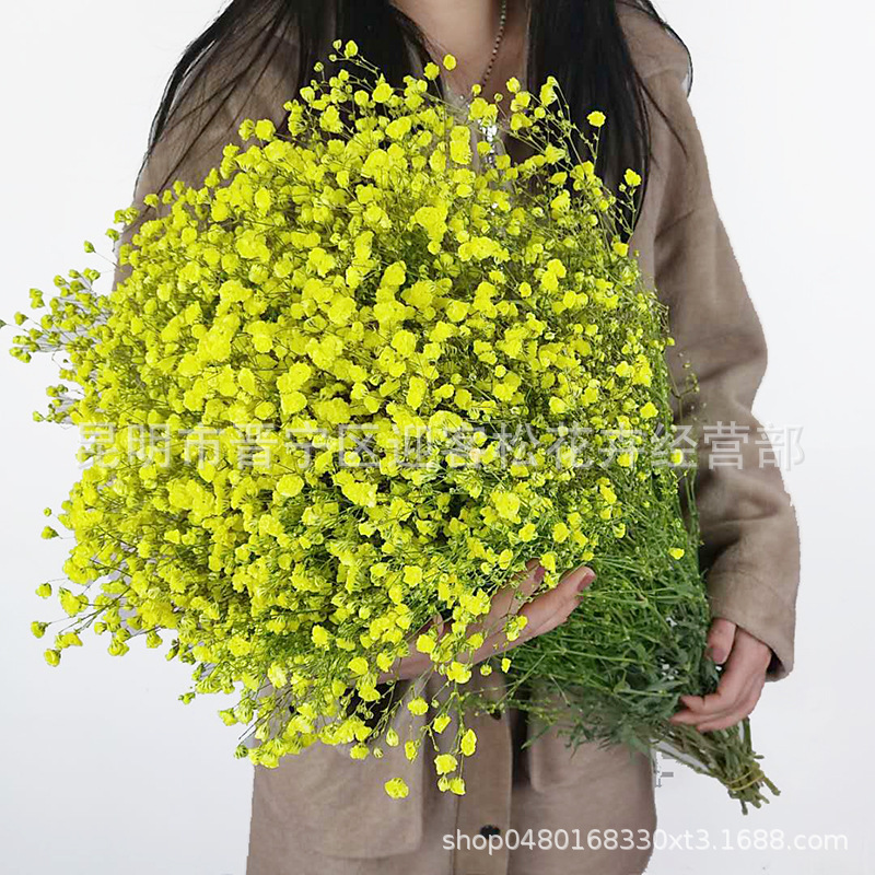 Yunnan Factory Direct Supply Dried Flowers Gypsophila Home Decor Floriculture Decoration Place of Origin Wholesale Yunnan Factory Direct Supply Dried Flowers Gypsophila Home Decor Floriculture Decoration Place of Origin Wholesale