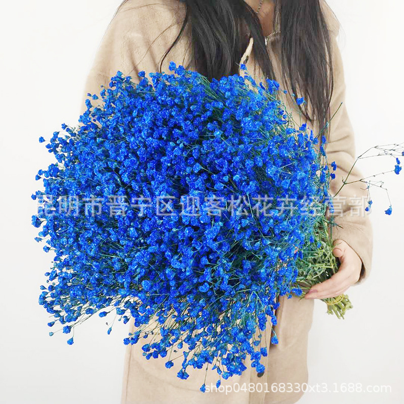 Yunnan Factory Direct Supply Dried Flowers Gypsophila Home Decor Floriculture Decoration Place of Origin Wholesale Yunnan Factory Direct Supply Dried Flowers Gypsophila Home Decor Floriculture Decoration Place of Origin Wholesale