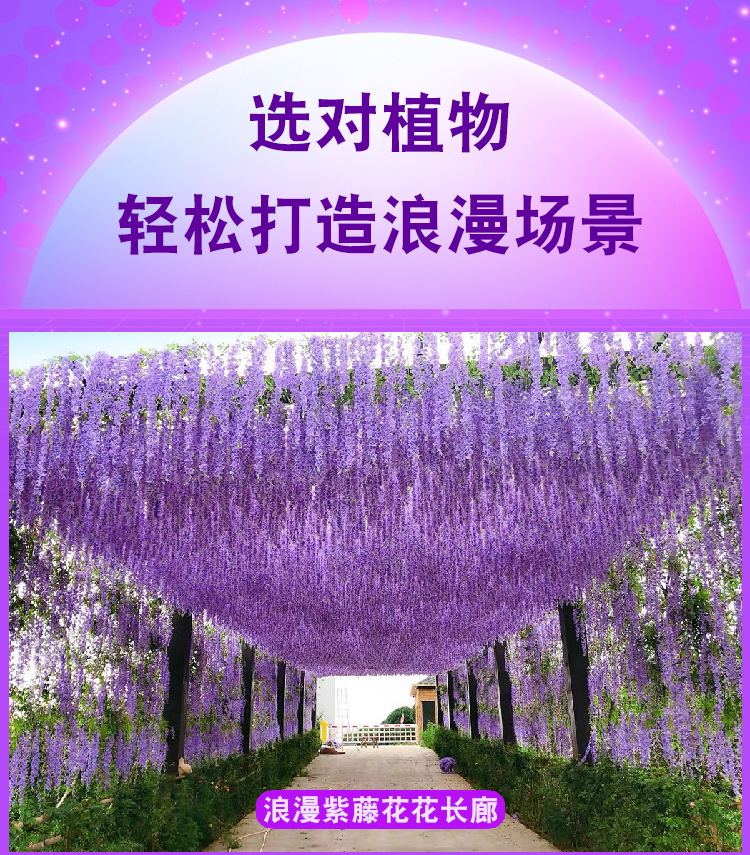 Artificial Wisteria Ceiling Wedding Corridor Ornamental Flower Artificial Flowers Simulation Tofu Pudding the Flowers Indoor Green Leaf and Fake Flower Artificial Wisteria Ceiling Wedding Corridor Ornamental Flower Artificial Flowers Simulation Tofu Pudding the Flowers Indoor Green Leaf and Fake Flower