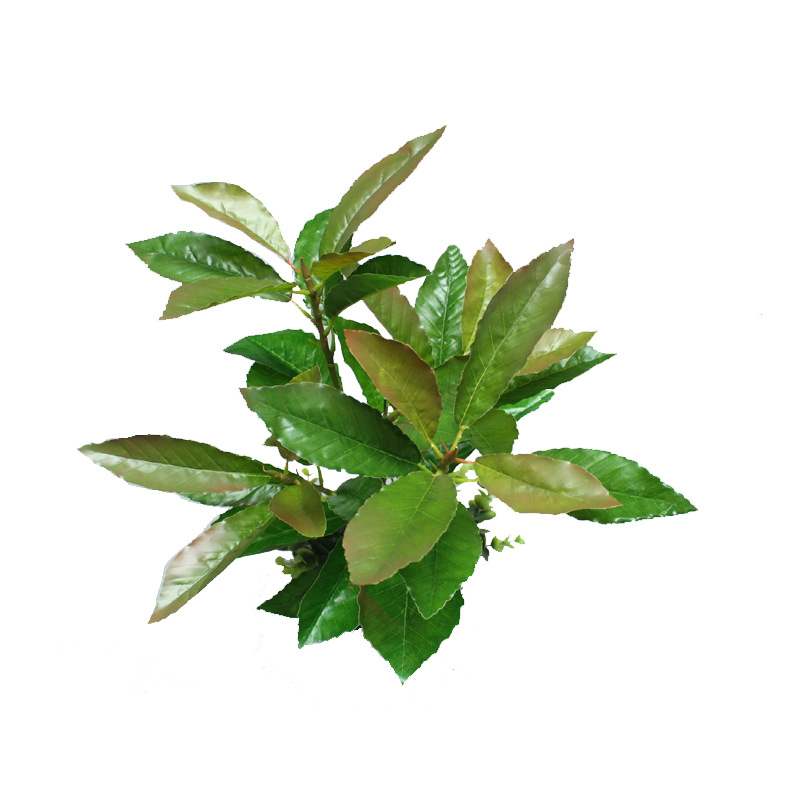 Artificial Plant Oak Leaf Board Millet Tree Summer Oak Leaf Three-Dimensional Branch Green Bar Leaf Green Landscape Engineering Factory Wholesale Artificial Plant Oak Leaf Board Millet Tree Summer Oak Leaf Three-Dimensional Branch Green Bar Leaf Green Landscape Engineering Factory Wholesale