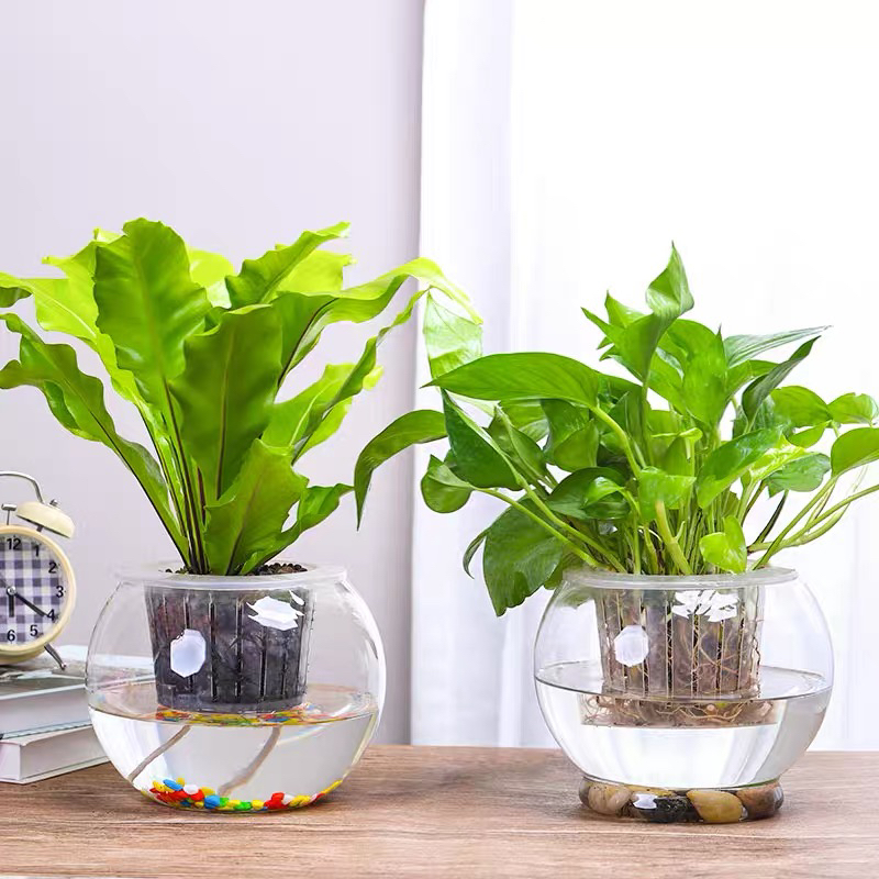 Hydroponic Plant Glass Bottle Transparent Vase Container Green Dill Flowerpot round Spherical Fish Tank Hydroponic Small Size Living Room Desktop