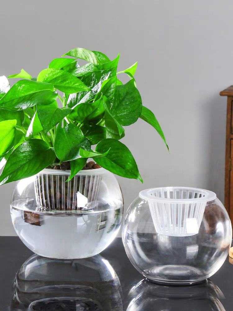 Hydroponic Plant Glass Bottle Transparent Vase Container Green Dill Flowerpot round Spherical Fish Tank Hydroponic Small Size Living Room Desktop