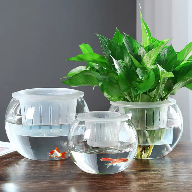 Hydroponic Plant Glass Bottle Transparent Vase Container Green Dill Flowerpot round Spherical Fish Tank Hydroponic Small Size Living Room Desktop