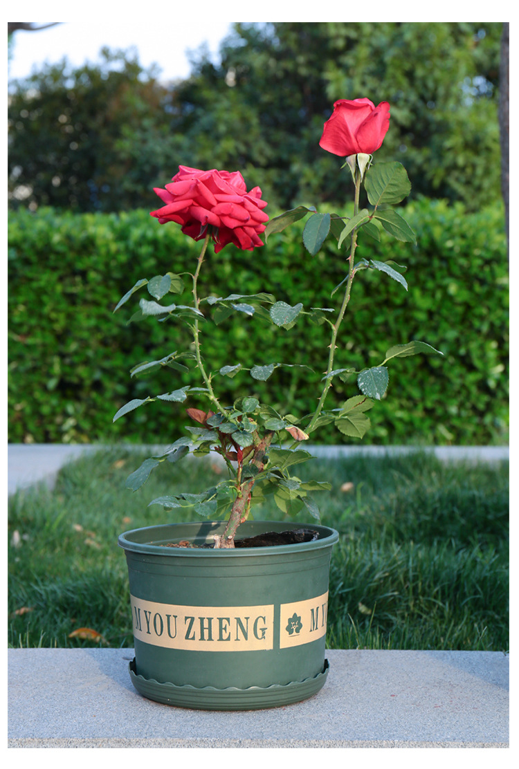 Gallon Basin Creative Green Plants Root-Controlling Basin Balcony Planting Flowers and Vegetables Scindapsus Aureus Bonsai Chinese Rose Plastic Flowerpot Wholesale
